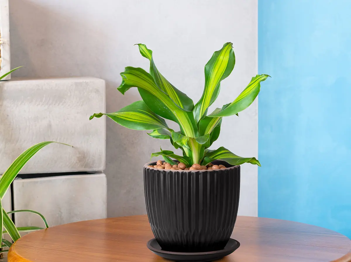 D'vine Dev 2-Pack Stoneware Planter Pots, 4.5/5.8 in, Black | Modern Ceramic Planters for Indoor & Outdoor Use - view 2