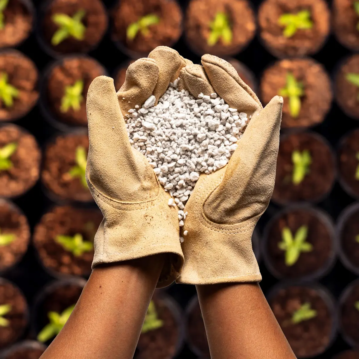 Plantonix Perlite Bliss 24 Qts Organic Soil Amendment for Plants | Improves Drainage & Aeration - view 5