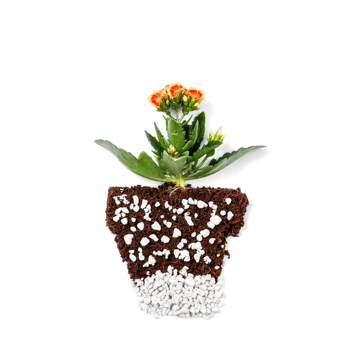 Plantonix Perlite Bliss 24 Qts Organic Soil Amendment for Plants | Improves Drainage & Aeration - view 4