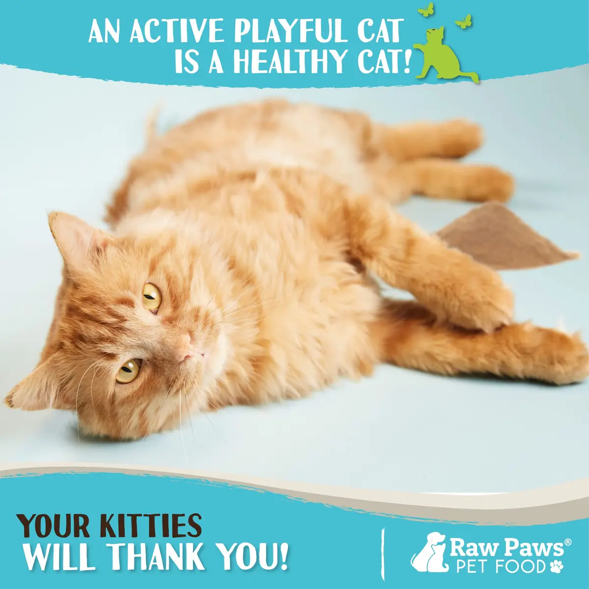 Raw Paws Silvervine Powder 75g (2.6 oz) | Potent Catnip Alternative for Indoor Cats - view 5