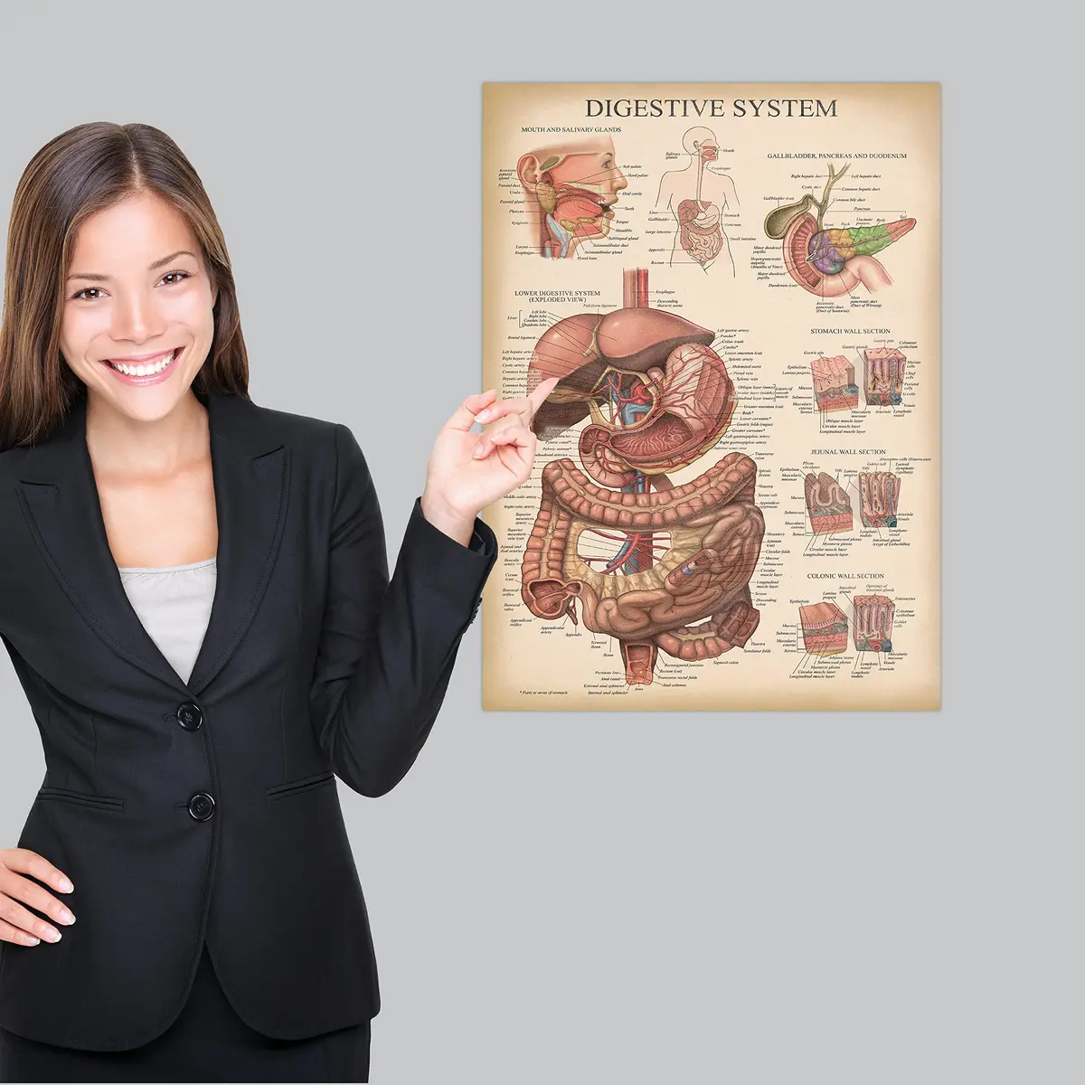 Palace Learning Vintage Anatomy Posters 18" x 24" (45.7 cm x 61 cm) | Laminated Set of 18 Educational Charts - view 4