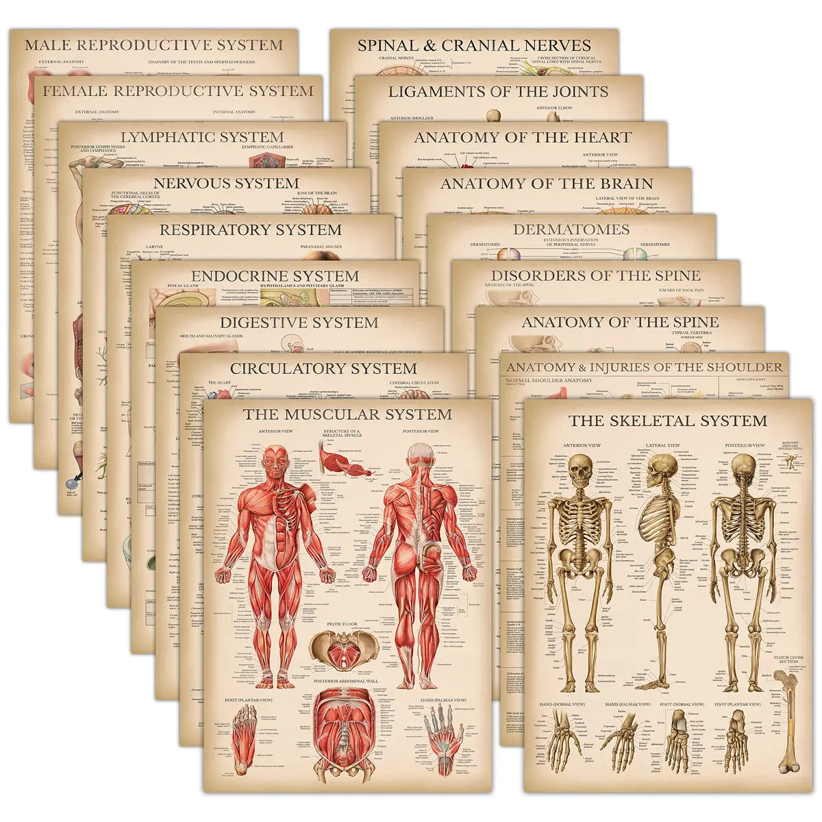 Palace Learning Vintage Anatomy Posters 18" x 24" (45.7 cm x 61 cm) | Laminated Set of 18 Educational Charts - main product image