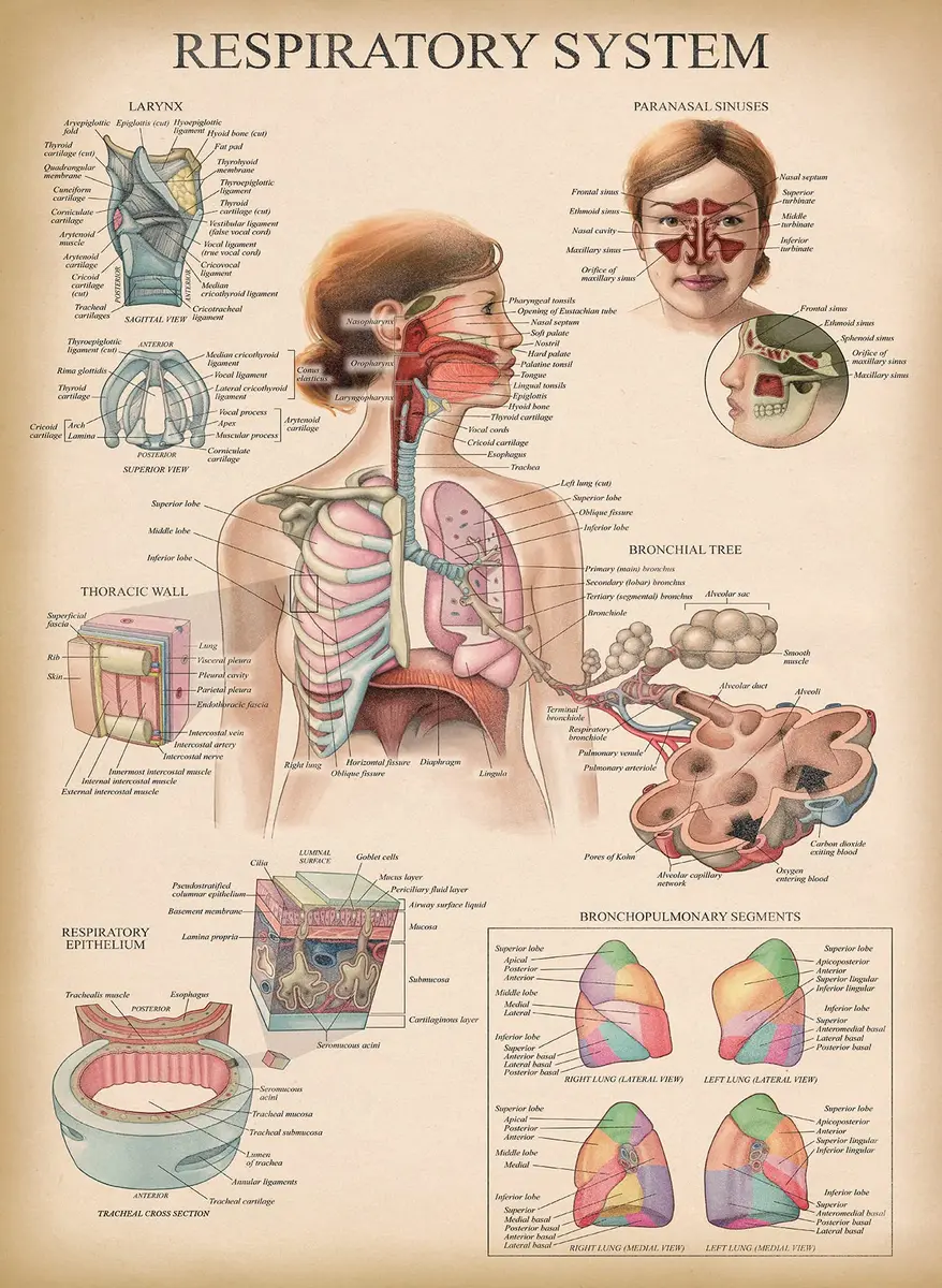 Palace Learning Vintage Anatomy Posters 18" x 24" (45.7 cm x 61 cm) | Laminated Set of 18 Educational Charts - view 7