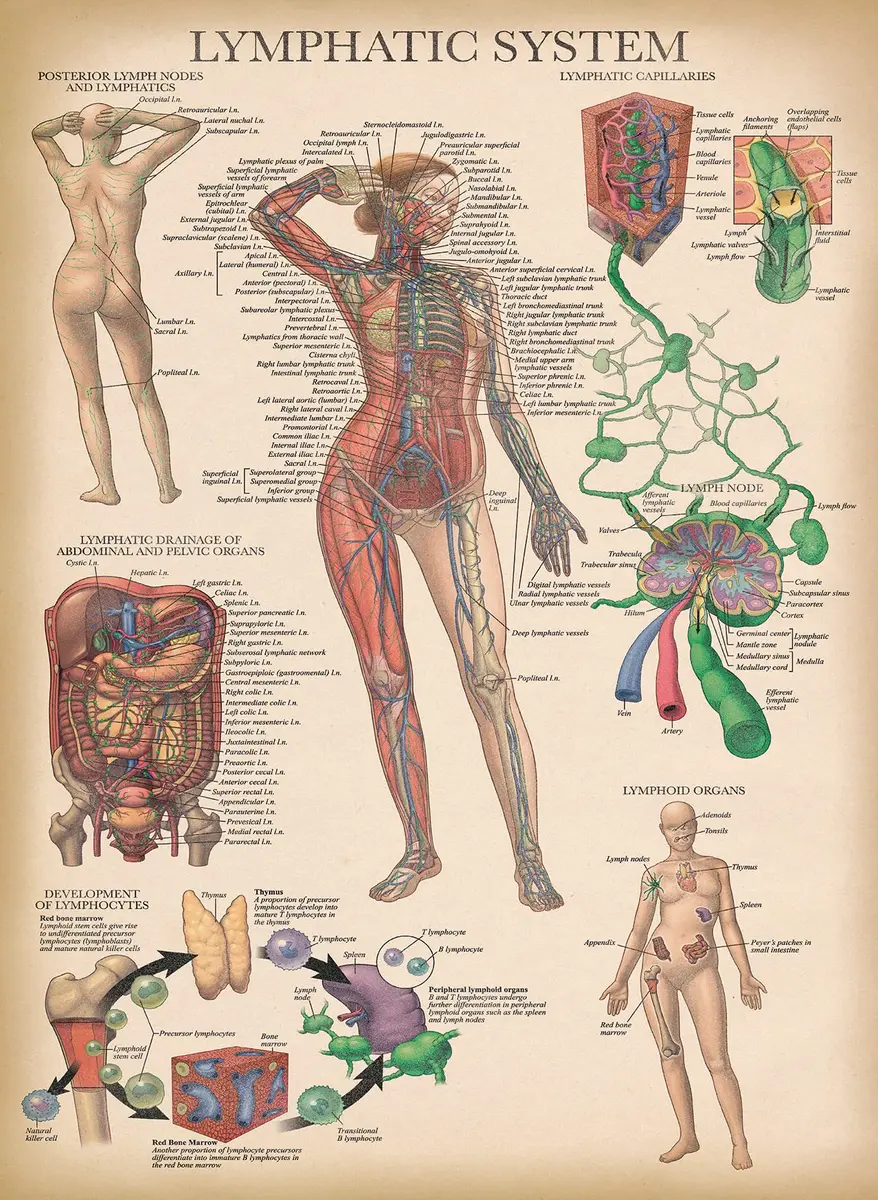 Palace Learning Vintage Anatomy Posters 18" x 24" (45.7 cm x 61 cm) | Laminated Set of 18 Educational Charts - view 8
