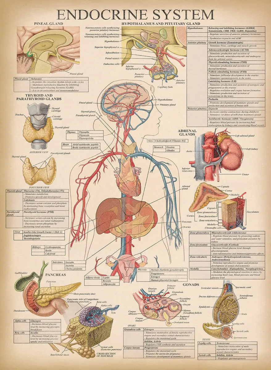 Palace Learning Vintage Anatomy Posters 18" x 24" (45.7 cm x 61 cm) | Laminated Set of 18 Educational Charts - view 9
