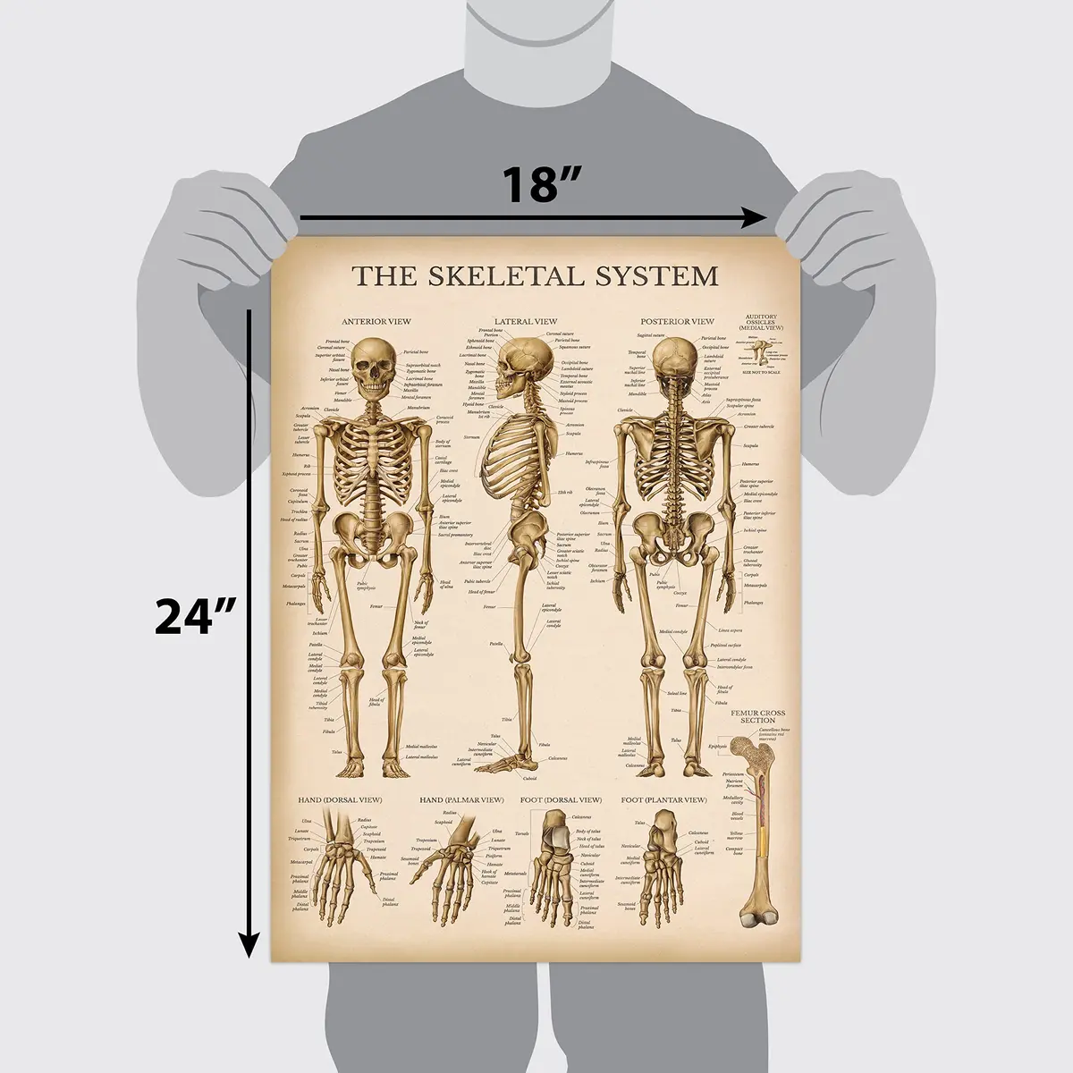 Palace Learning Vintage Anatomy Posters 18" x 24" (45.7 cm x 61 cm) | Laminated Set of 18 Educational Charts - view 2