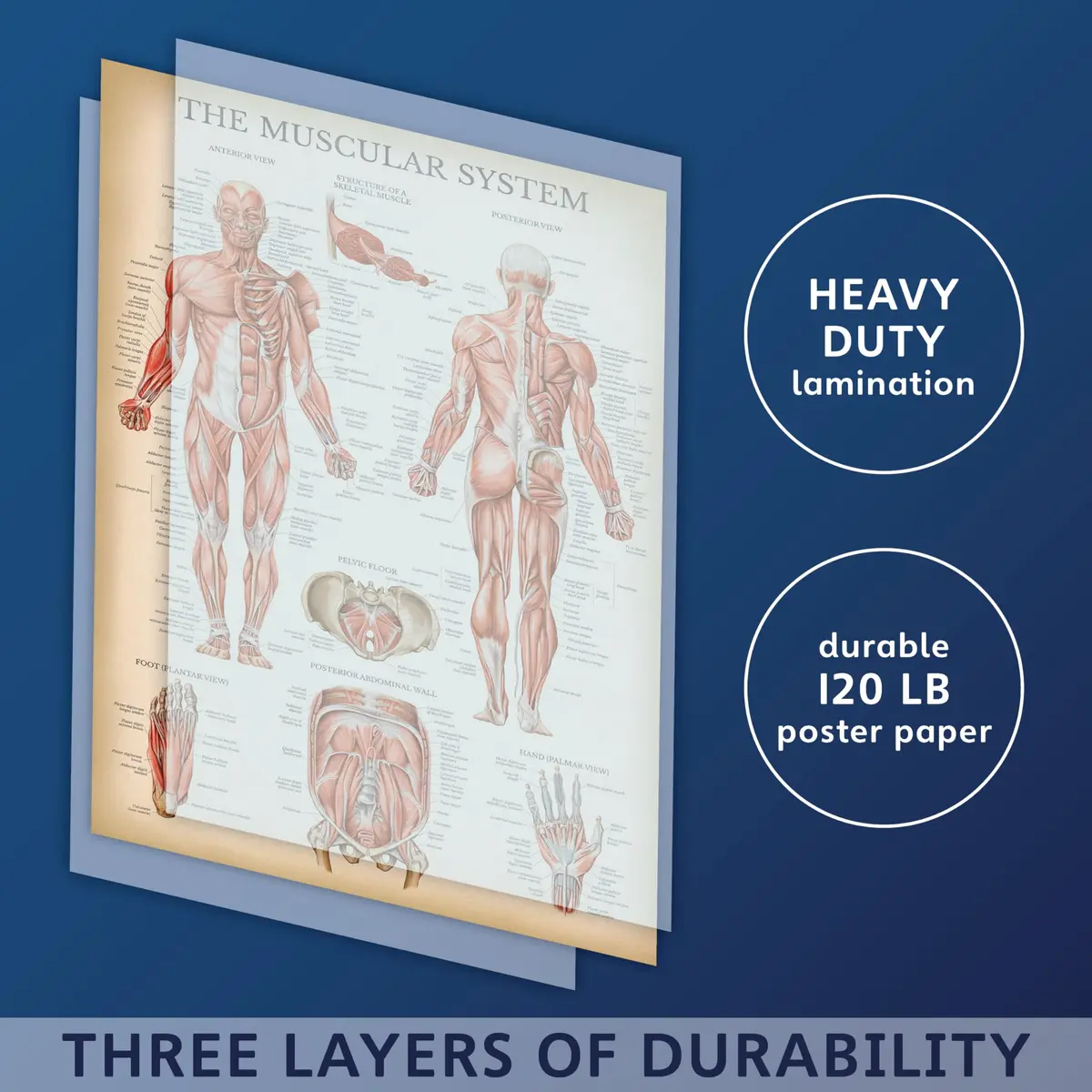 Palace Learning Vintage Anatomy Posters 18" x 24" (45.7 cm x 61 cm) | Laminated Set of 18 Educational Charts - view 3