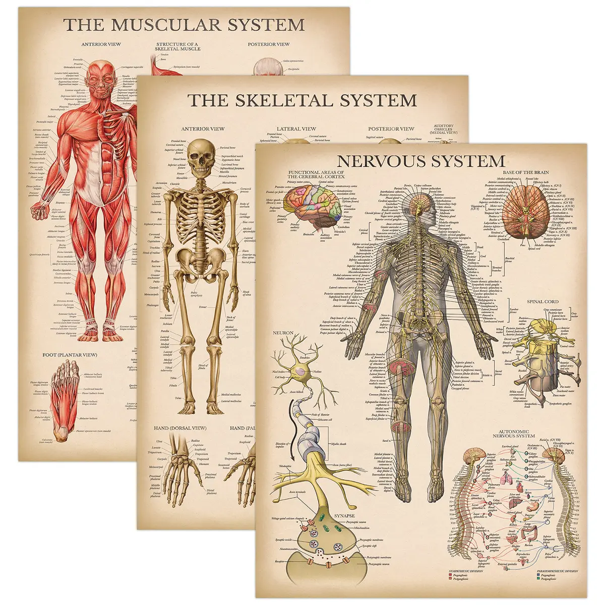 Palace Learning 3 Pack - Vintage Anatomy Posters | Muscular, Skeleton & Nervous System Charts - Laminated 45.72cm x 60.96cm - main product image