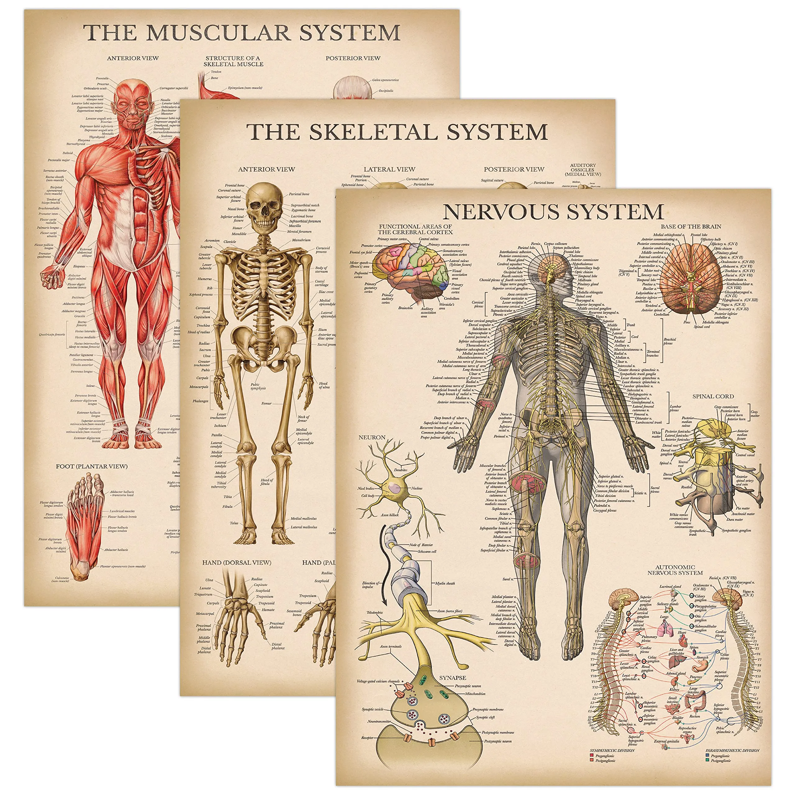 Charts & Posters