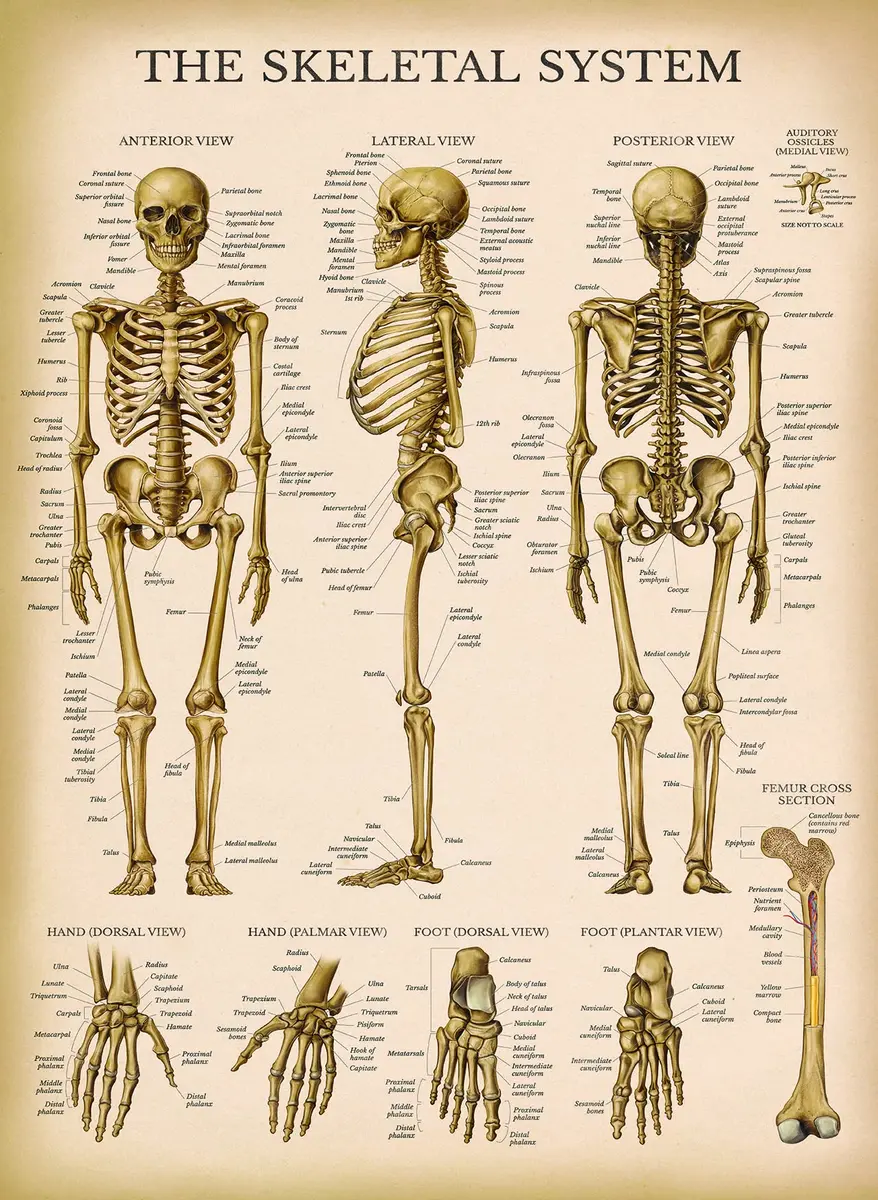 Palace Learning 3 Pack - Vintage Anatomy Posters | Muscular, Skeleton & Nervous System Charts - Laminated 45.72cm x 60.96cm - view 7