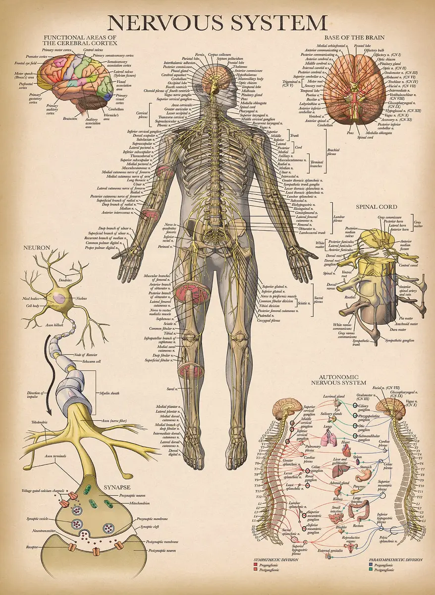 Palace Learning 3 Pack - Vintage Anatomy Posters | Muscular, Skeleton & Nervous System Charts - Laminated 45.72cm x 60.96cm - view 8