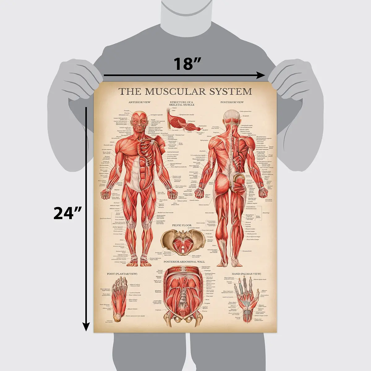 Palace Learning 3 Pack - Vintage Anatomy Posters | Muscular, Skeleton & Nervous System Charts - Laminated 45.72cm x 60.96cm - view 2