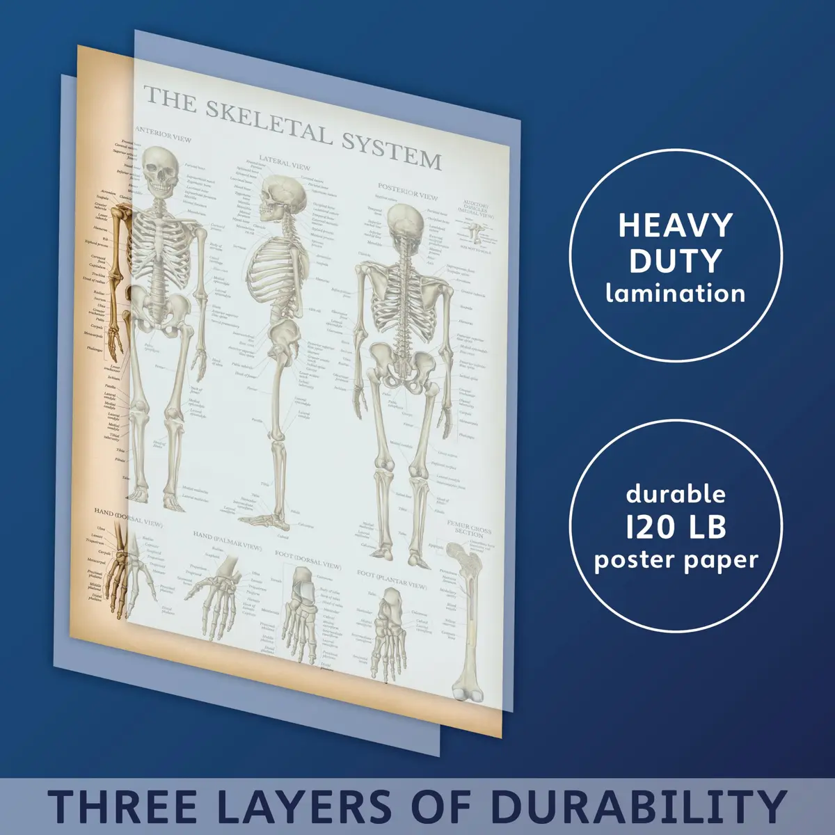 Palace Learning 3 Pack - Vintage Anatomy Posters | Muscular, Skeleton & Nervous System Charts - Laminated 45.72cm x 60.96cm - view 3