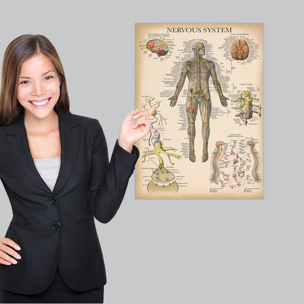 Palace Learning 3 Pack - Vintage Anatomy Posters | Muscular, Skeleton & Nervous System Charts - Laminated 45.72cm x 60.96cm - view 4