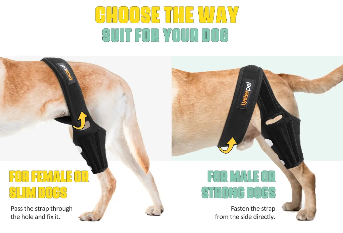 Lyderpet Dog Knee Brace for Torn ACL Hind Leg, Rear Leg Cruciate Ligament Support for Large Dogs | Stabilizes Joint Pain - view 5