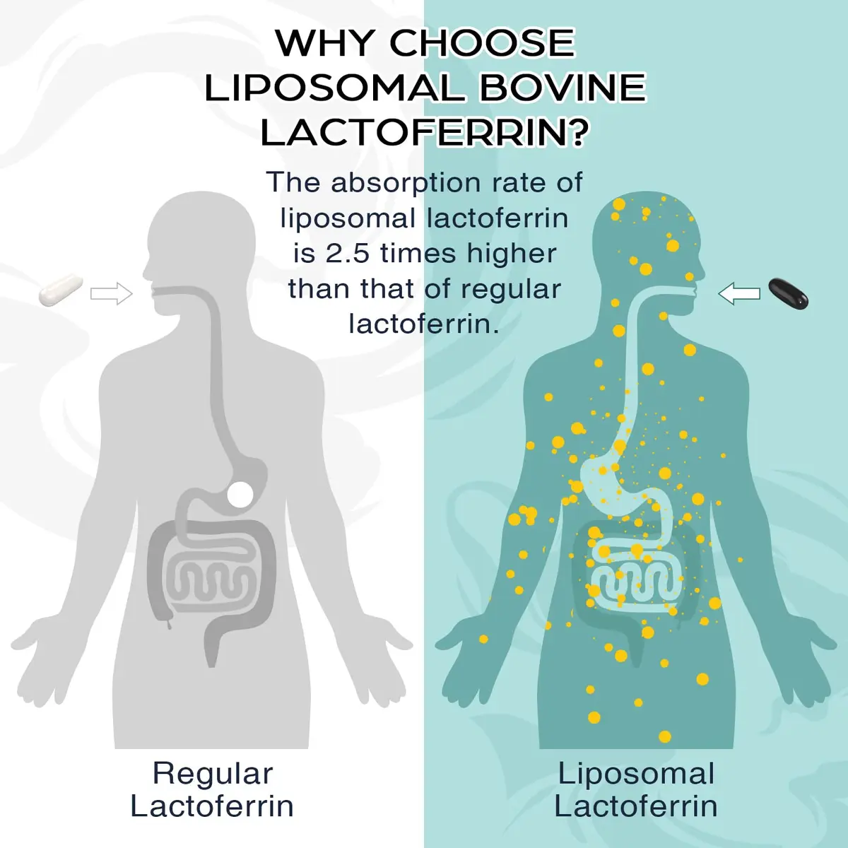 Pepeior Liposomal Bovine Lactoferrin 1000 mg | Higher Absorption for Iron & Immunity (100-120c) - view 2