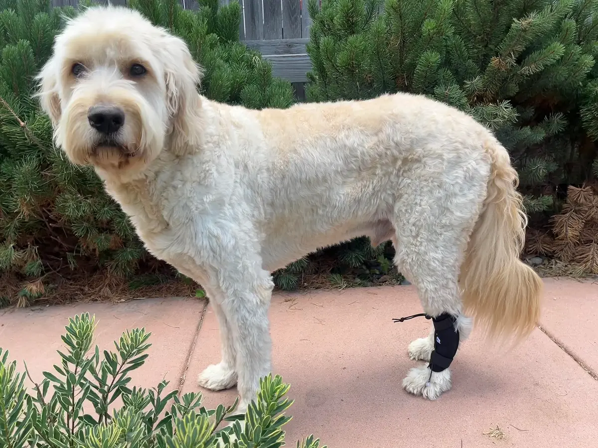 Labra Dog Canine Knuckling Corrector Toe Dragging Brace Wrap for Front or Rear Back Leg Paw | Support & Comfort for Mobility (100 words) - view 4