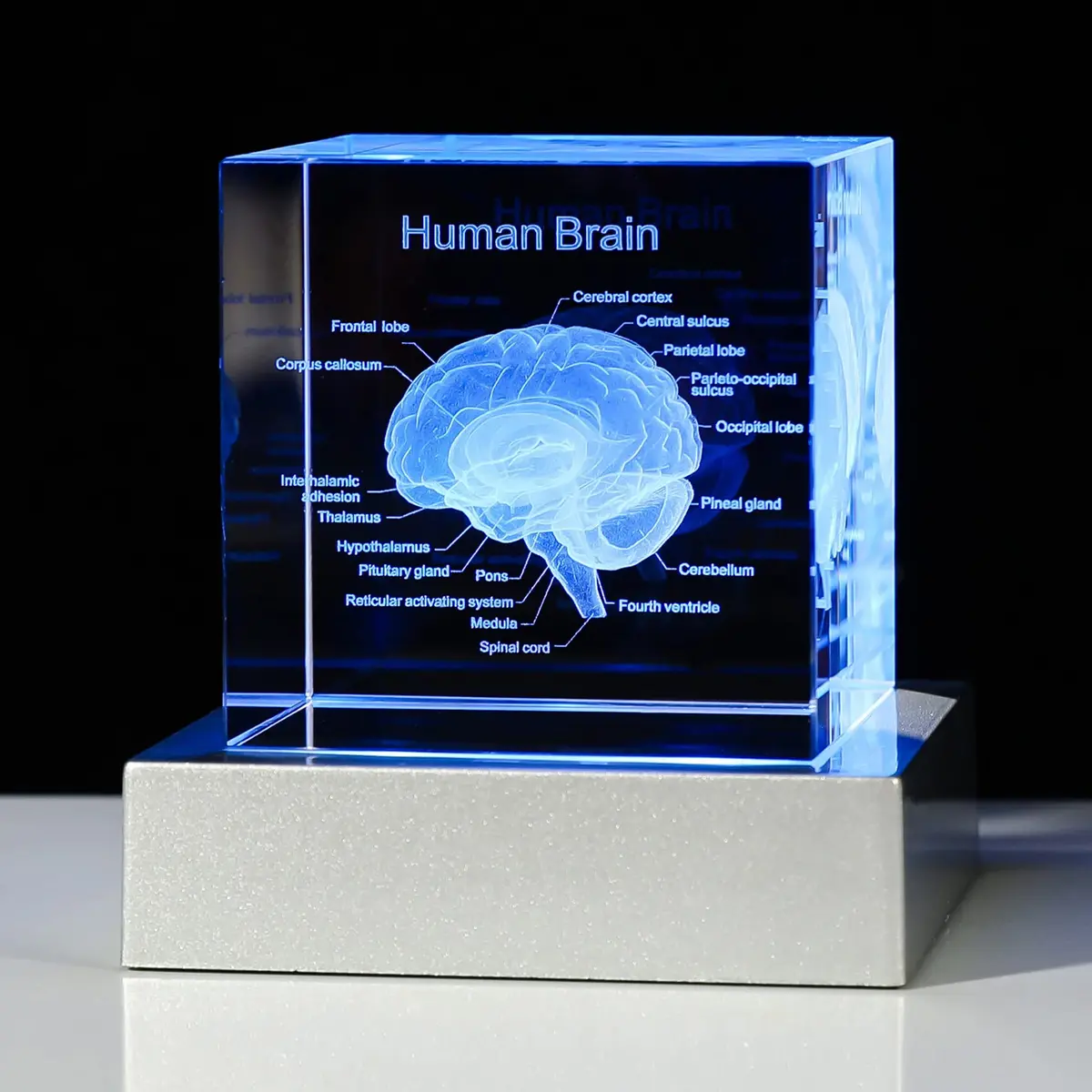 Movdyka 3D Human Brain Anatomy Model Crystal Figurine with LED Base | 80mm (3.15in.) - main product image