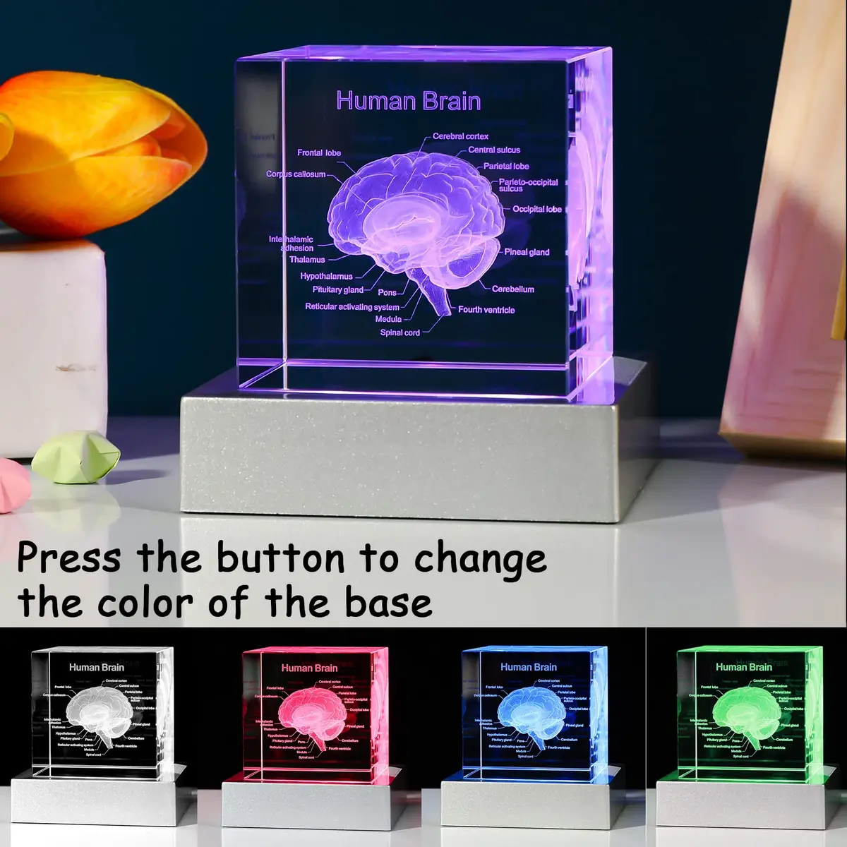 Movdyka 3D Human Brain Anatomy Model Crystal Figurine with LED Base | 80mm (3.15in.) - view 2