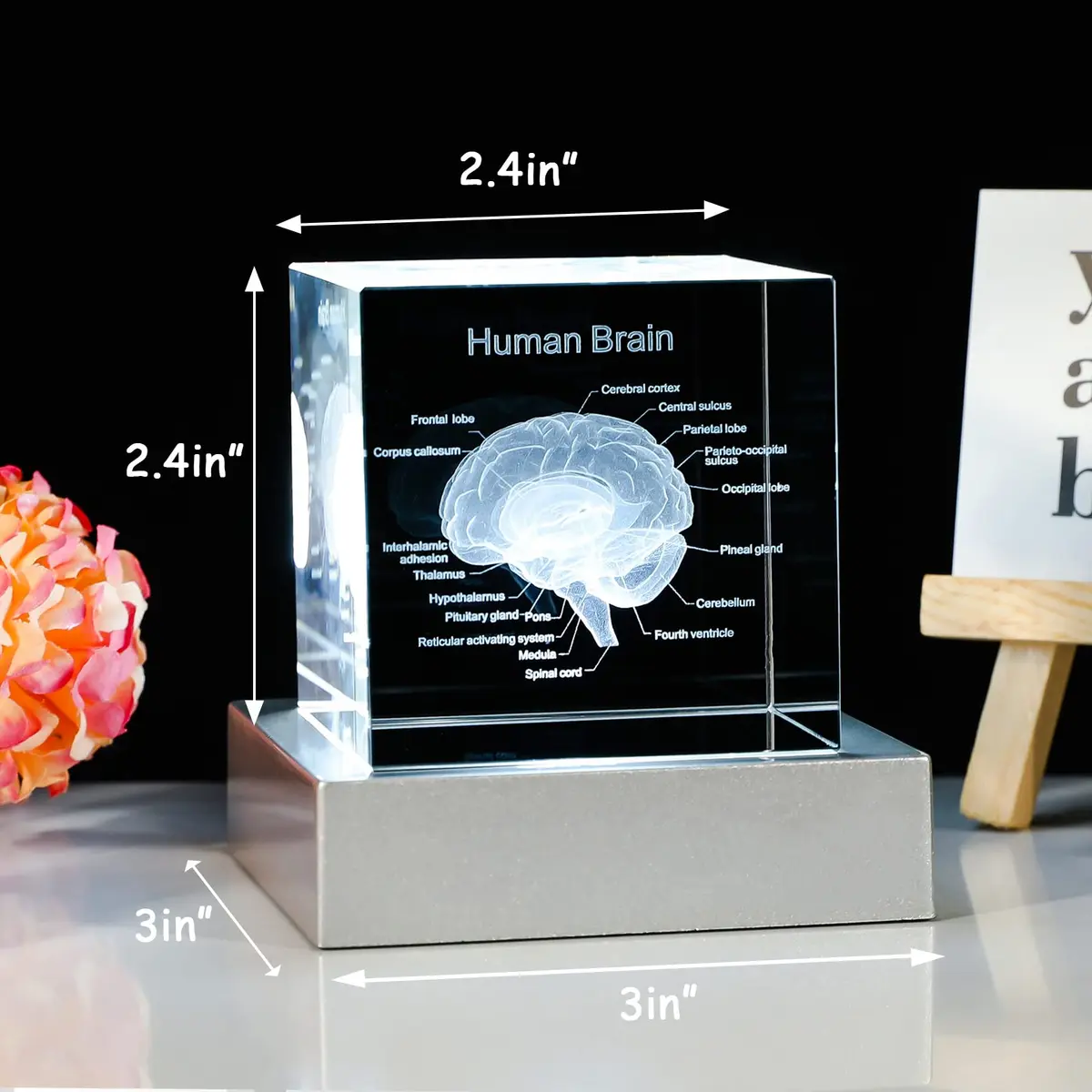 Movdyka 3D Human Brain Anatomy Model Crystal Figurine with LED Base | 80mm (3.15in.) - view 3