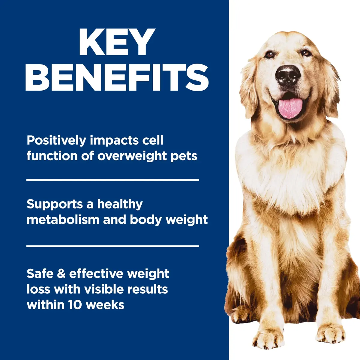 Hill's Science Diet Adult Perfect Weight Chicken & Brown Rice Recipe Dry Dog Food 5.44 kg (12 lb) | Clinically Proven Weight Management - view 3