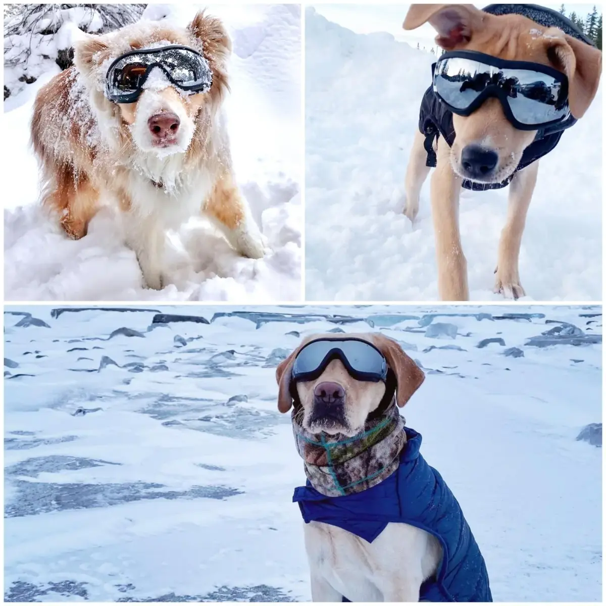 NAMSAN Clear Dog Goggles for Medium to Large Dogs | UV Protection, Windproof, Adjustable Elastic Straps (2-Pair Pack) - view 6