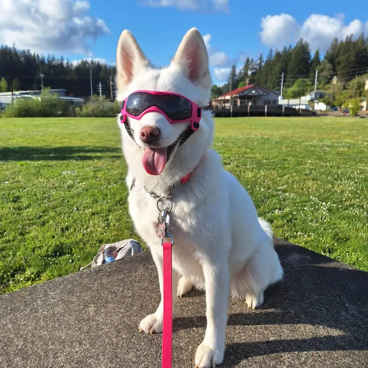 PETLESO Pink Dog Goggles for Medium Breeds | UV Protection, Windproof, Anti-Fog - view 7