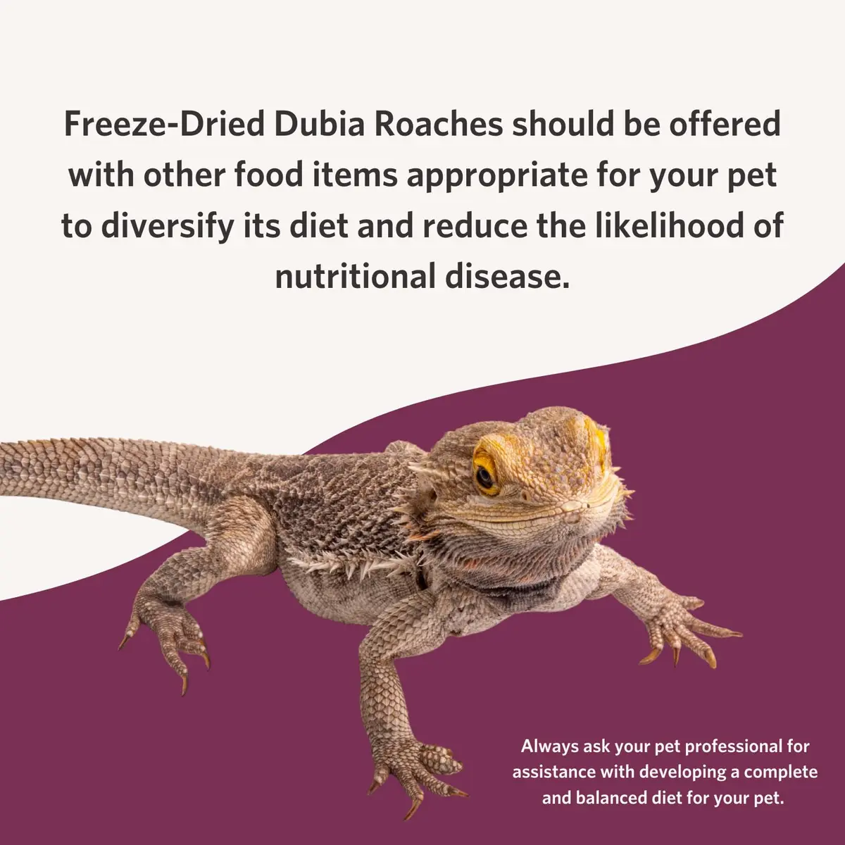 Fluker's Freeze Dried Dubia Roaches 48.19 g (1.7 oz) | High Protein Reptile Food - view 5