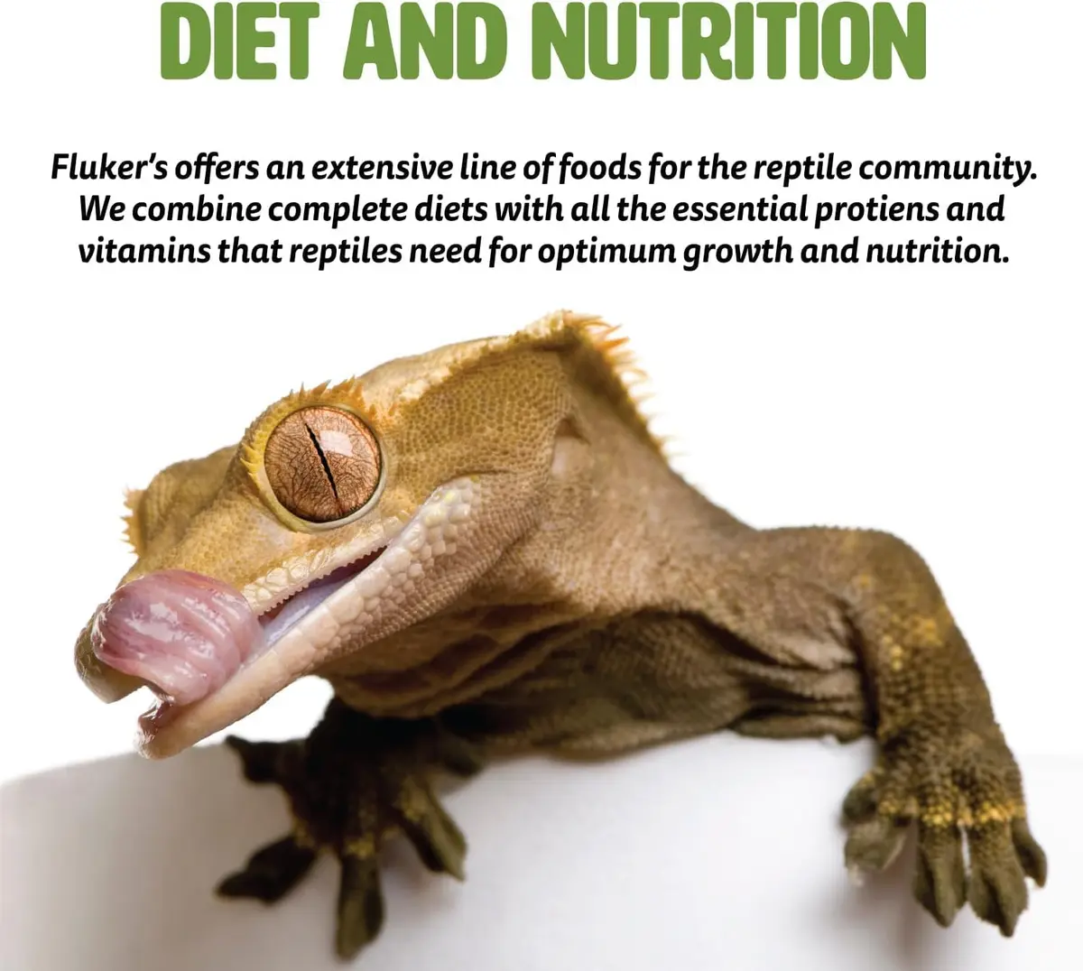 Fluker's Freeze Dried Dubia Roaches 48.19 g (1.7 oz) | High Protein Reptile Food - view 6