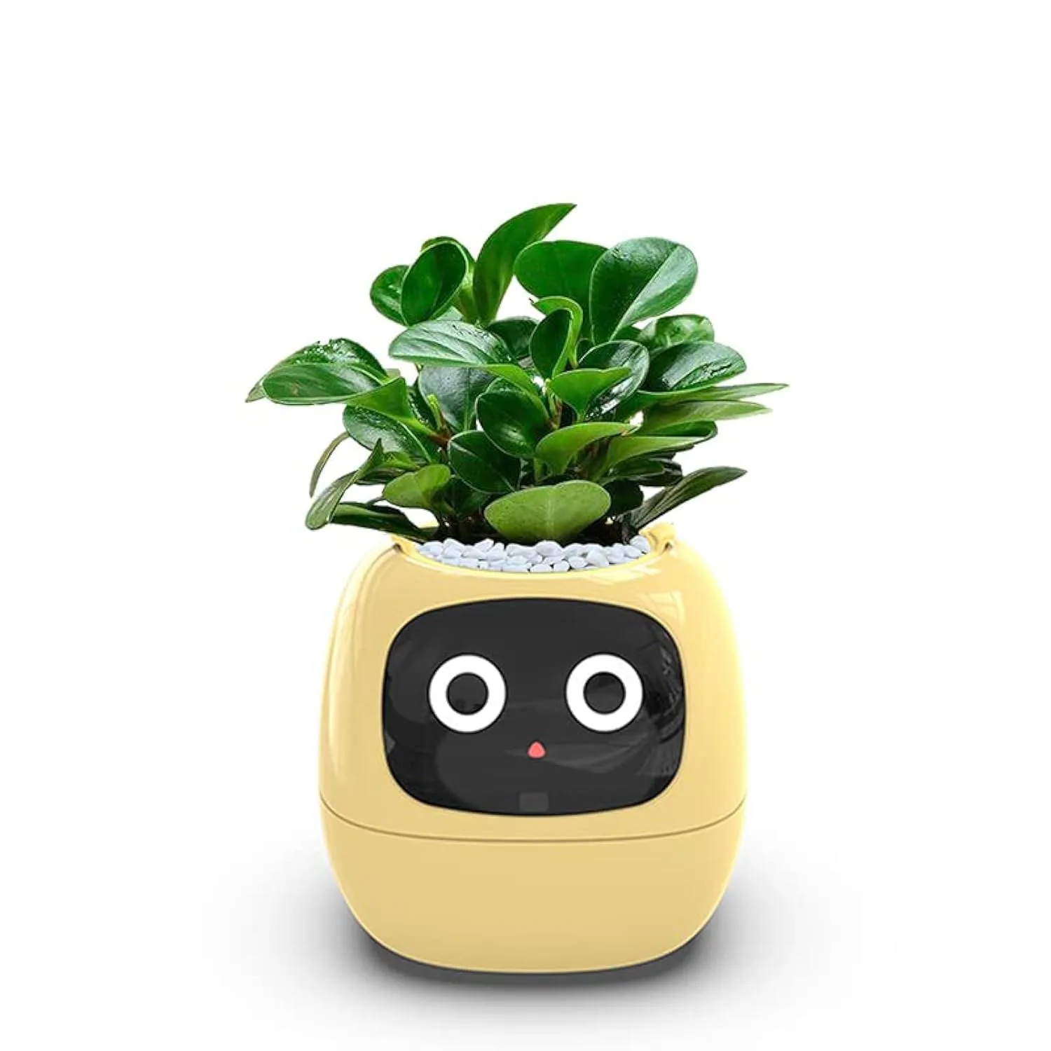 Planters