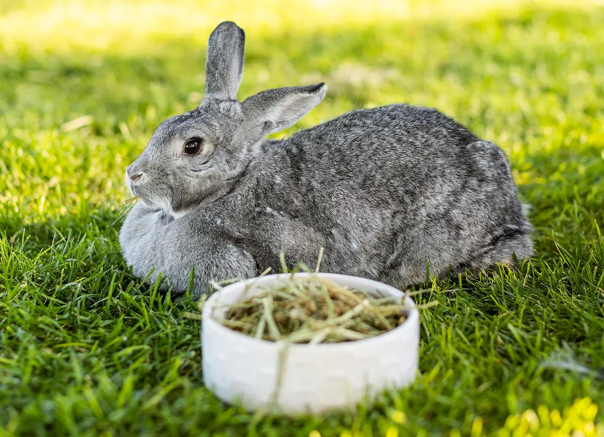 PremiYum Small Animal Alfalfa Hay 12 lb | Natural Fiber & Dental Support - view 6