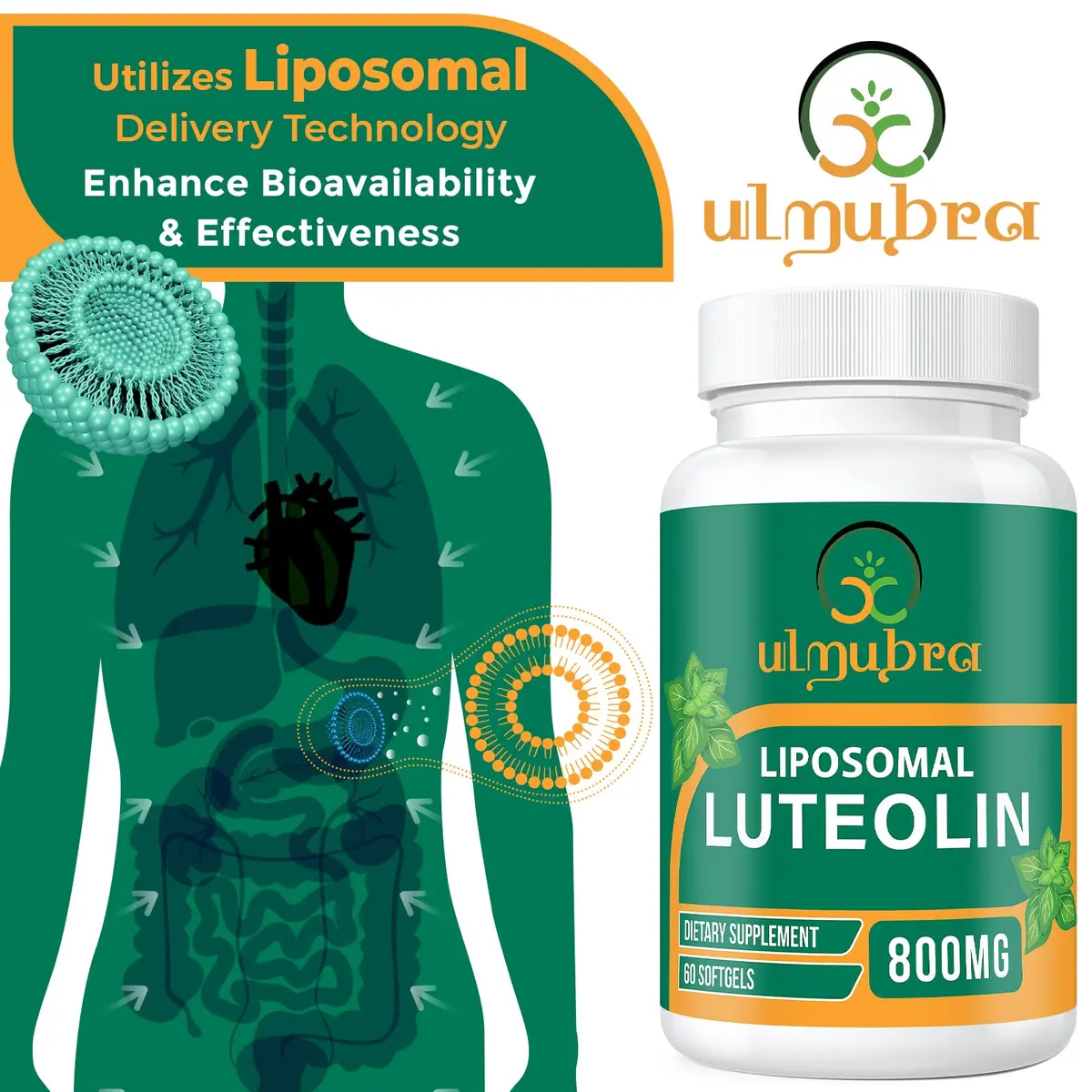 Ulmubra 800 MG Liposomal Luteolin Supplement | Maximum Absorption & Antioxidant Support for Brain & Well-Being, 60 Softgels - view 3