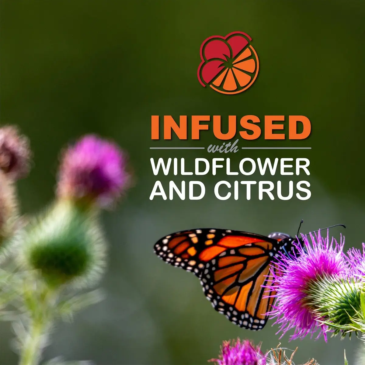 Sweet-Seed Butterfly Nectar 8oz | Ready to Use, Extends Nectar Life for Feeders - view 5