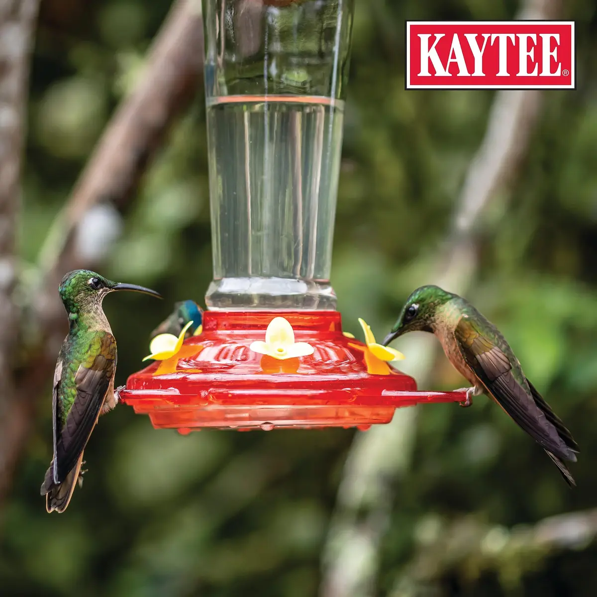 Kaytee ElectroNectar Wild Bird Food 16 Fl Oz | Electrolyte Concentrate for Hummingbirds - view 6