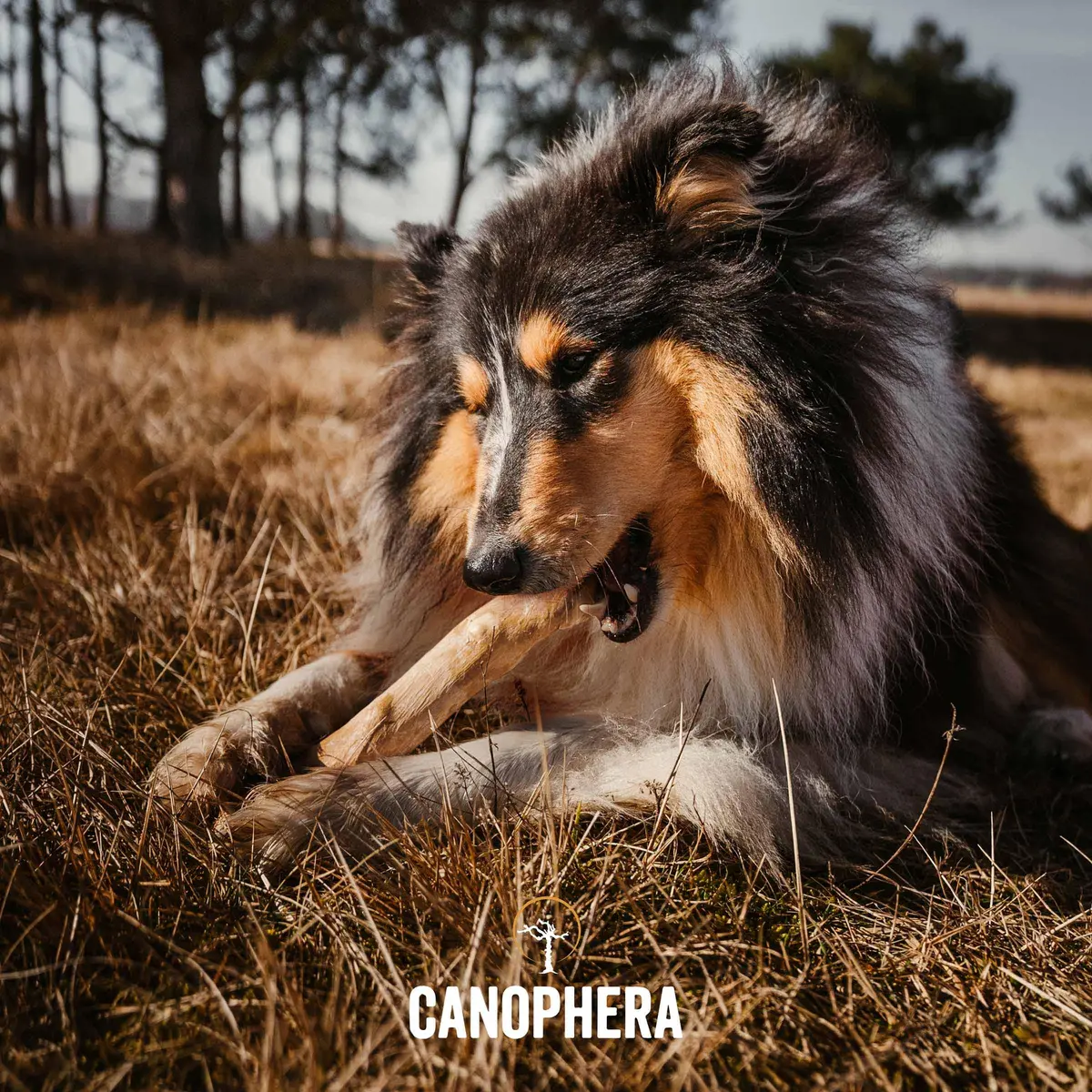Canophera Dog CHEW Stick Made of Coffee Tree Wood 2 Pack | Natural Stress & Dental Support - view 2
