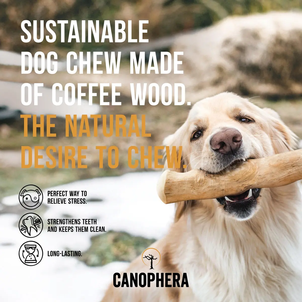 Canophera Dog CHEW Stick Made of Coffee Tree Wood 2 Pack | Natural Stress & Dental Support - view 3