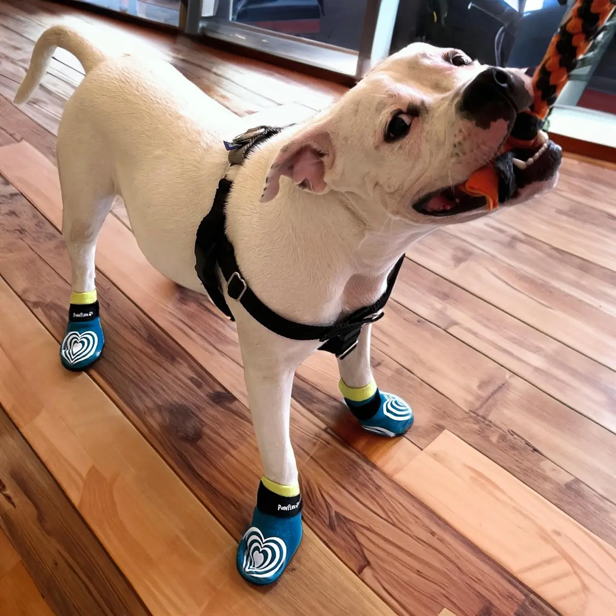 PawFlex Comfy Pawz Dog Socks | Non-Slip Cotton Traction Control for Senior & Disabled Dogs - view 3