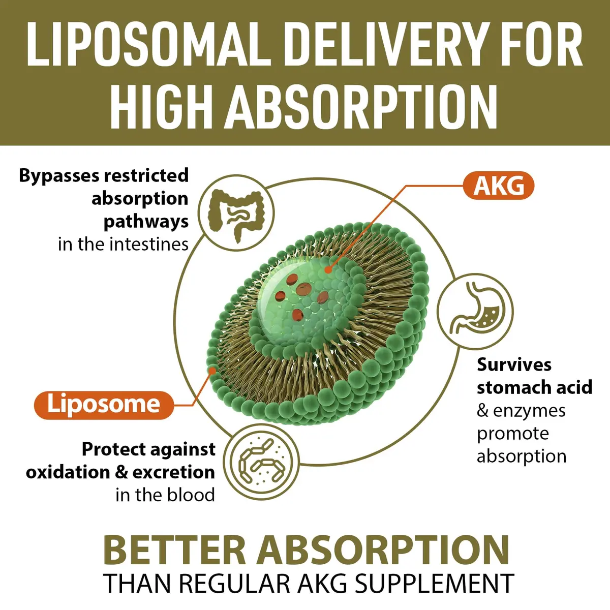 AJAXERRUE Liposomal Calcium AKG Supplement 1500 MG | High Absorption for Longevity & Energy - view 3