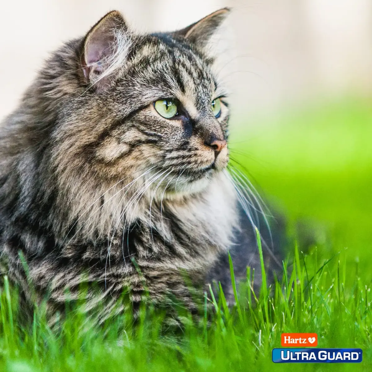 Hartz UltraGuard Plus Cat Flea & Tick Spray 473ml (16 Fl Oz) | Kills Fleas in 10 Mins - view 5