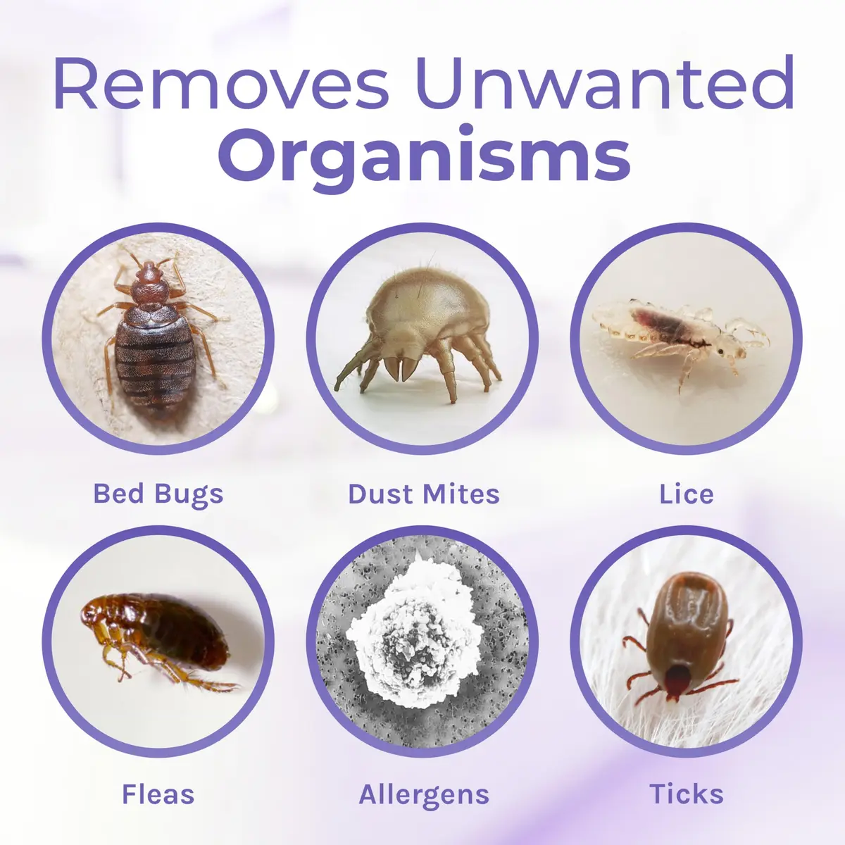 Hygea Natural Spotless Essentials Bed Bug Concentrate & Cleaner Lavender | Natural Pest & Surface Cleaner 128 Fl Oz - view 6