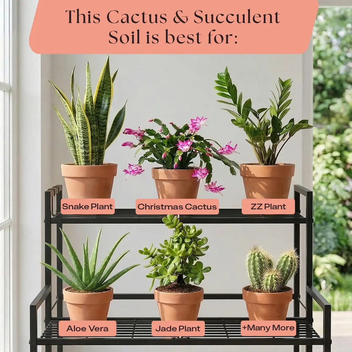 Rosy Soil Cactus & Succulent Potting Mix, 4 Quarts | Organic, Fast Draining, Peat-Free, Root Boosting - view 8