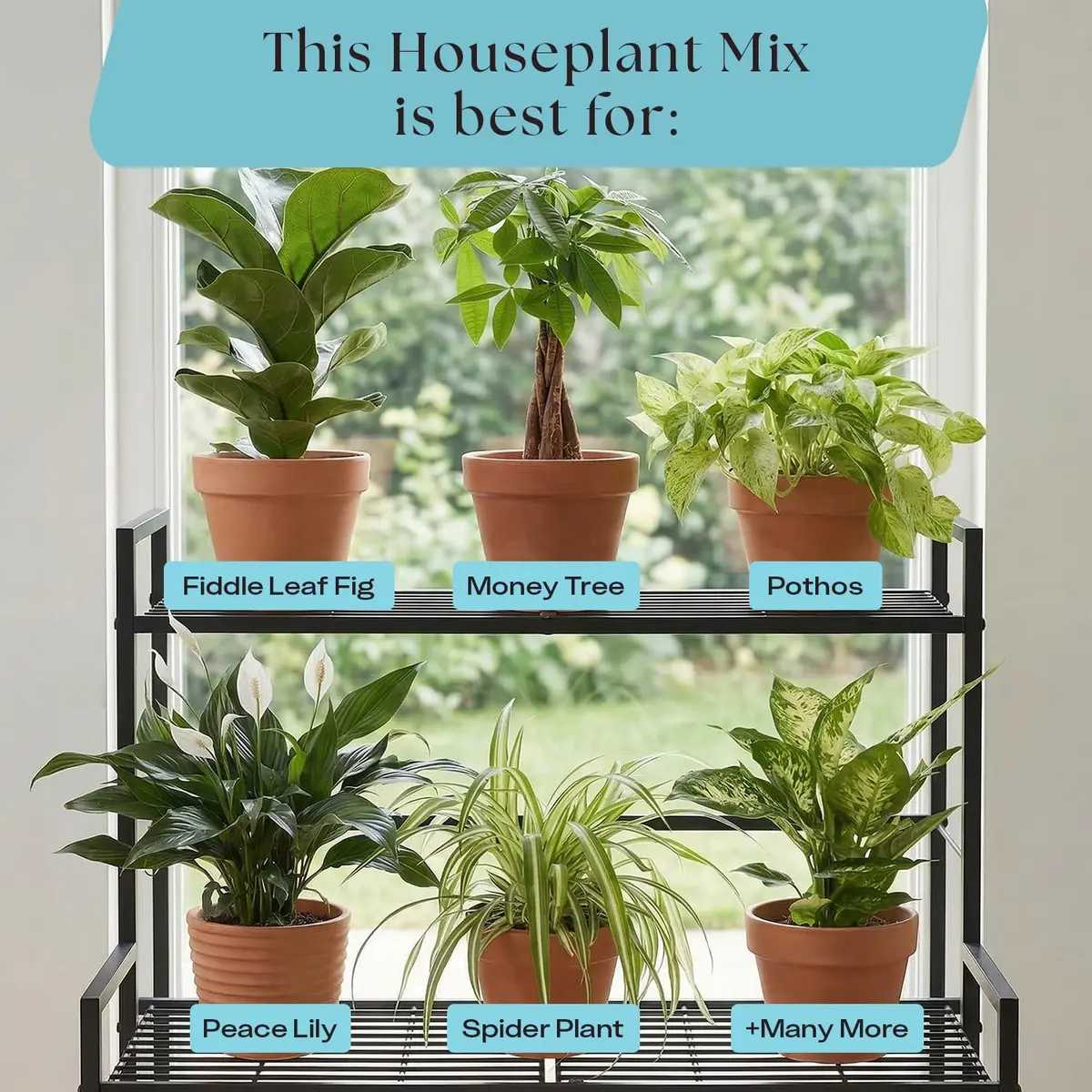 Rosy Soil Houseplant Potting Soil, Organic Indoor Mix, 4 Quarts | Peat-Free, Biochar Enriched - view 8