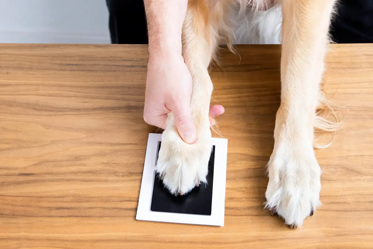 Pearhead Clean Touch Ink Pad Kit 4-Pack, Black | Mess-Free Baby & Pet Prints - view 8