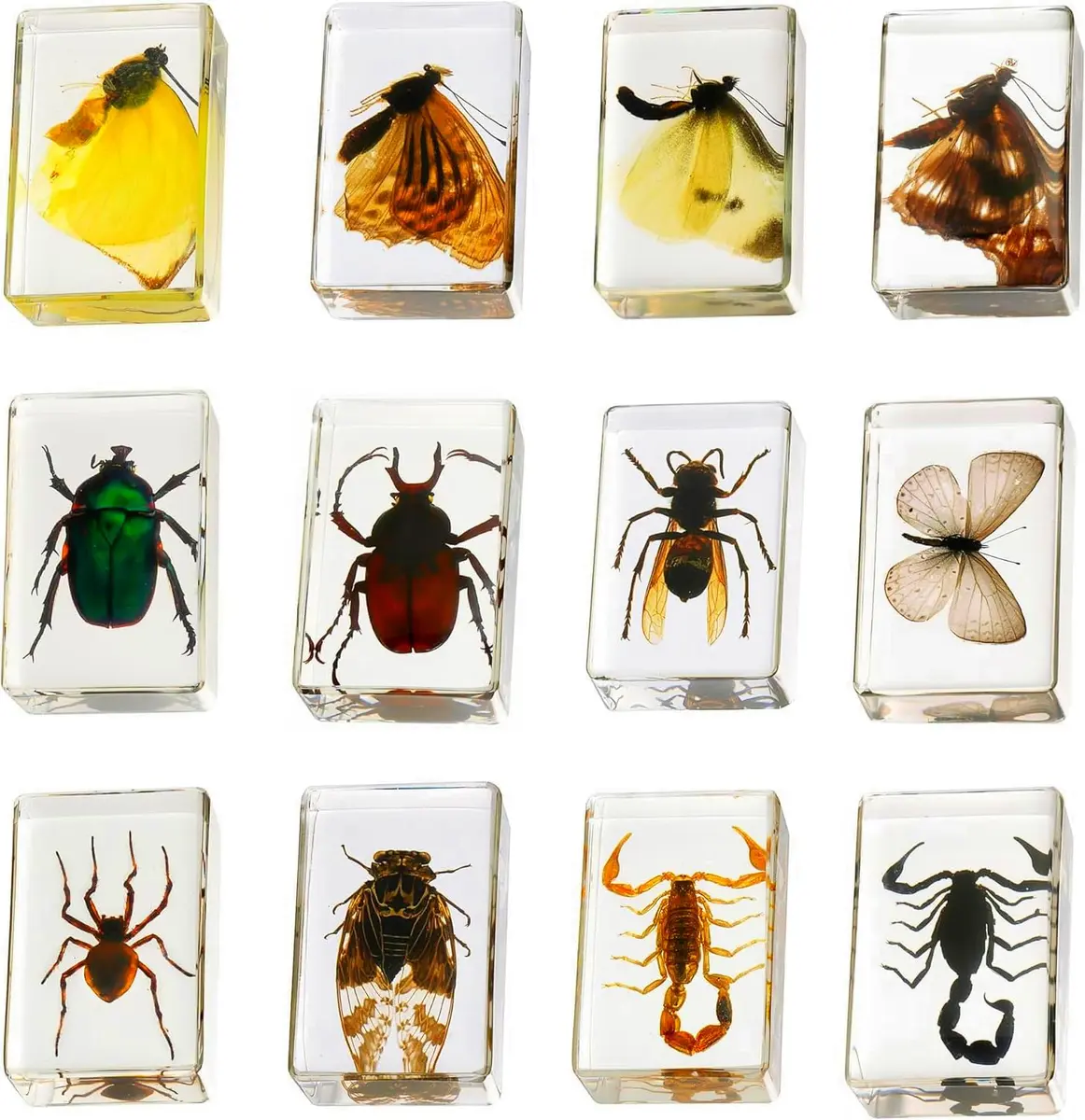 Pokiphip 12 Pcs Insect in Resin Collection | Educational Bug Specimen Set for Kids & Classroom (110c) - main product image