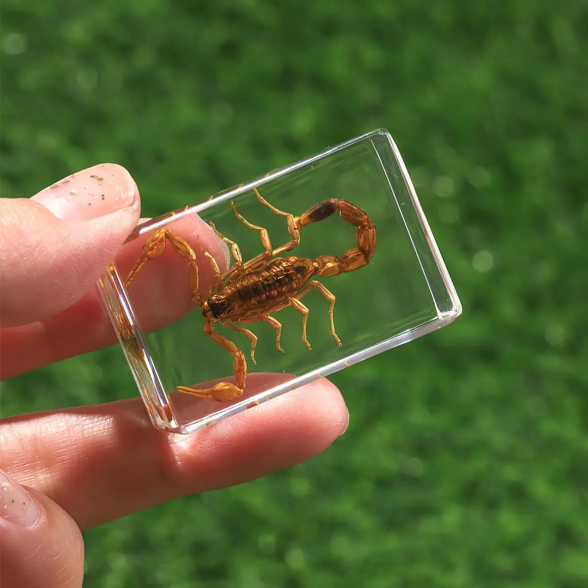 Pokiphip 12 Pcs Insect in Resin Collection | Educational Bug Specimen Set for Kids & Classroom (110c) - view 7
