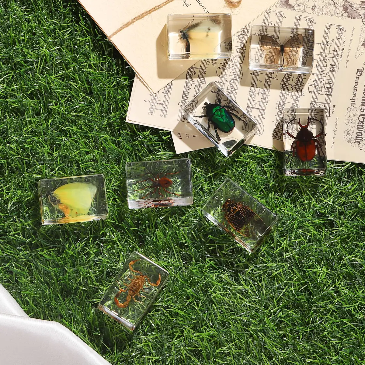 Pokiphip 12 Pcs Insect in Resin Collection | Educational Bug Specimen Set for Kids & Classroom (110c) - view 8