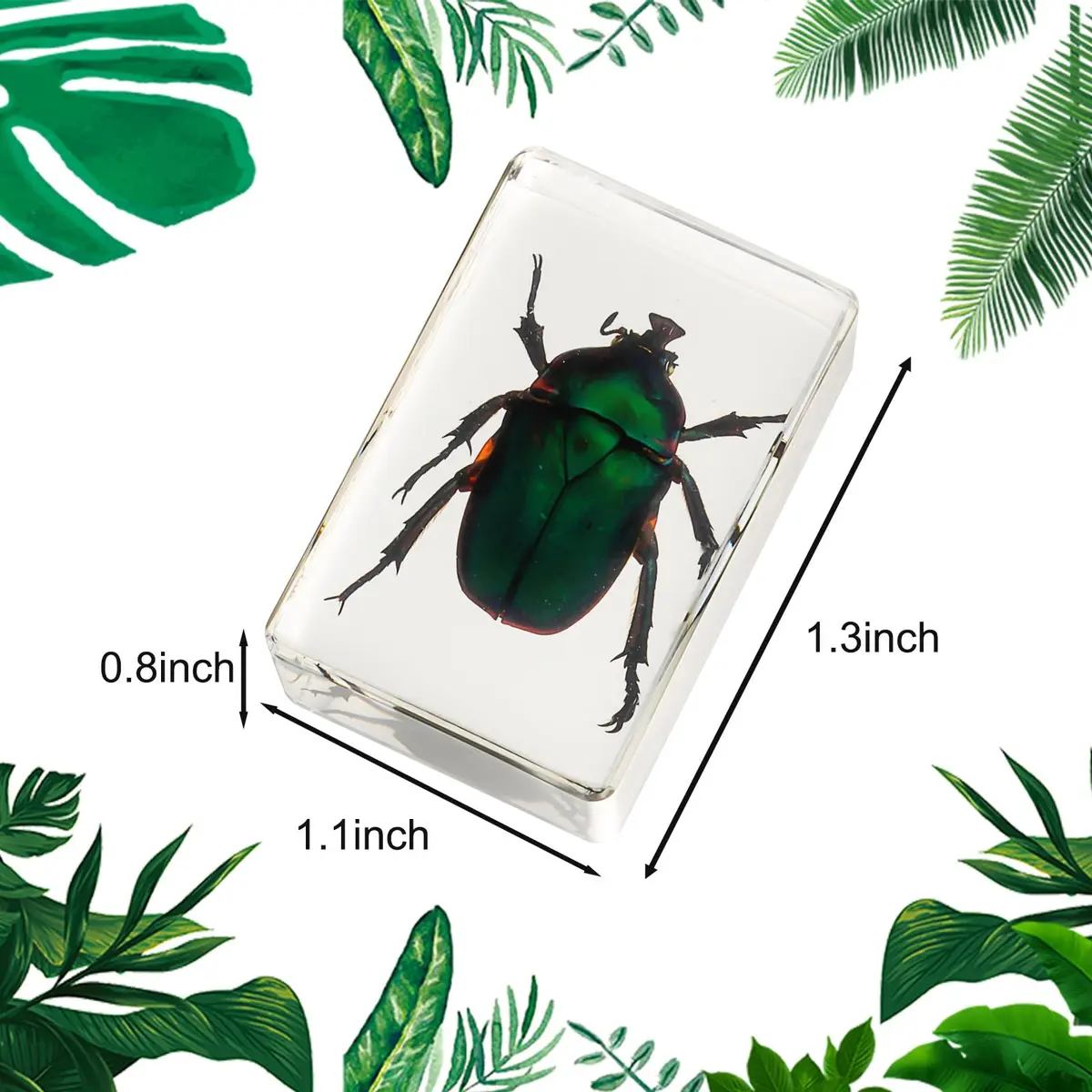 Pokiphip 12 Pcs Insect in Resin Collection | Educational Bug Specimen Set for Kids & Classroom (110c) - view 2
