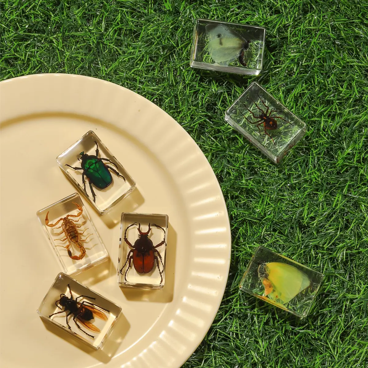Pokiphip 12 Pcs Insect in Resin Collection | Educational Bug Specimen Set for Kids & Classroom (110c) - view 3