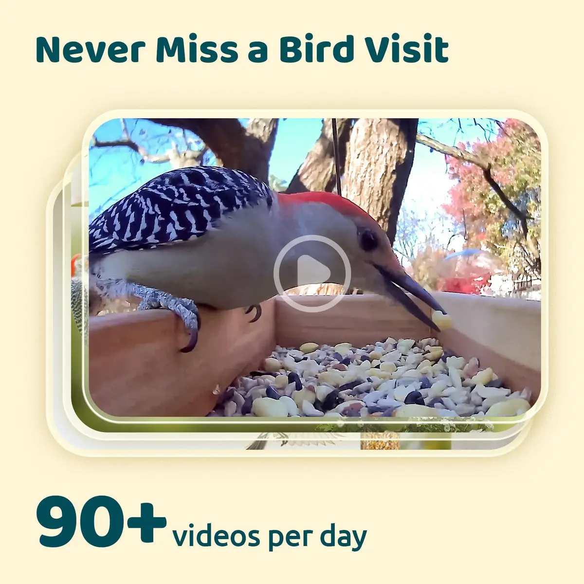 NETVUE Birdfy Smart Bird Camera with Adjustable Brackets | AI Bird ID & 6000+ Species - view 3