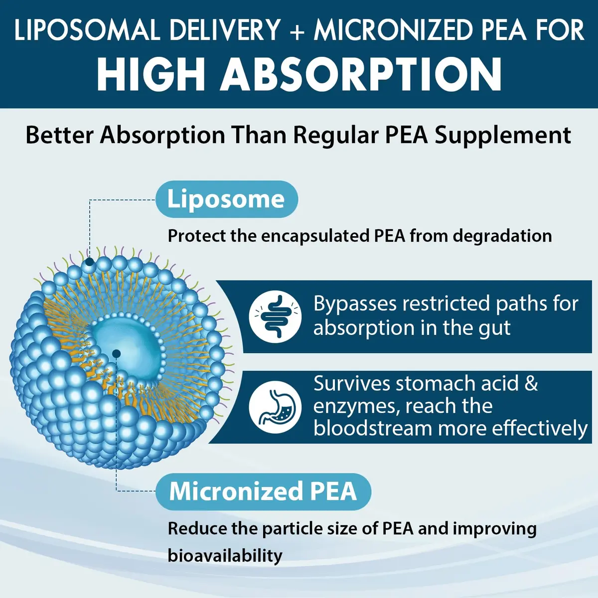 Ulmubra Liposomal Palmitoylethanolamide 1300 MG + Luteolin 100 MG | Superior Absorption for Discomfort Relief (70-120 chars) - view 3